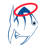 /media/uploads/organization/submitted/angelfish_logo.png